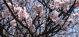 NCXX FARMの桜も満開