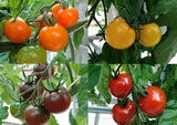 ITトマトが収穫期を迎えています