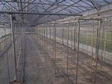 トマト用栽培枠の設置
