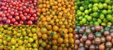 ネクスファームのミニトマト6品種のご紹介