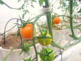 9月定植のミニトマトの収穫が始まりました